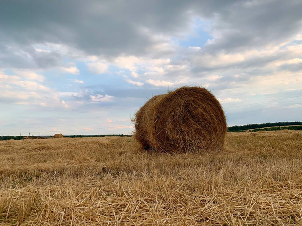 Un pajar retorcido en el campo. El heno seco en el prado se empaca en un rollo. Paisaje rural, recolección de alimentos para animales - Foto, imagen