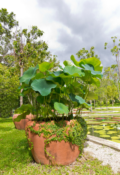 Lotos Plant - Photo, Image