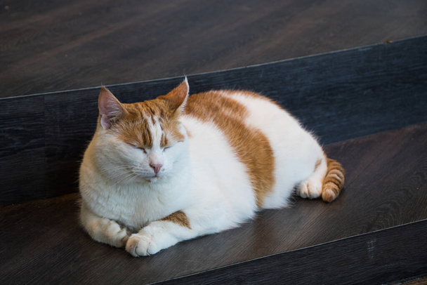 Roztomilá červená a bílá tlustá kočka odpočívá na hnědých dřevěných schodech. - Fotografie, Obrázek
