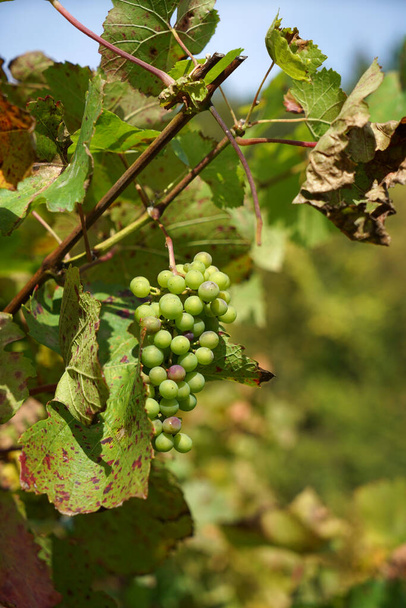 Grapes from the wine-growing region on the Danube photographed in detail - Fotografie, Obrázek