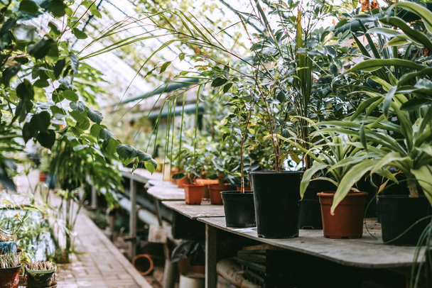 Greenhouse with potted indoor plants and lots of greenery. High quality photo - Φωτογραφία, εικόνα
