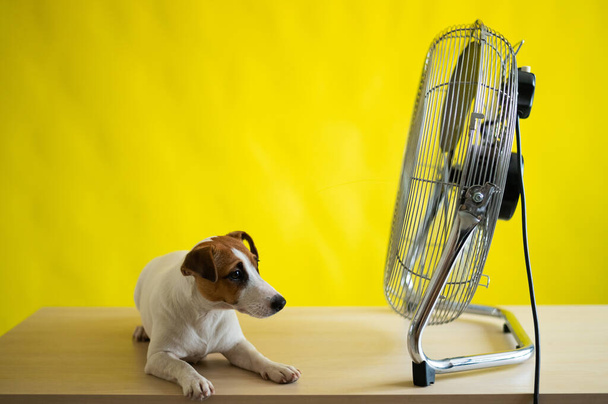Malý roztomilý pes sedí na stole před velkým elektrickým ventilátorem na žlutém pozadí. Jack Russell Terrier si užívá horkého letního dne. Studený vánek. - Fotografie, Obrázek