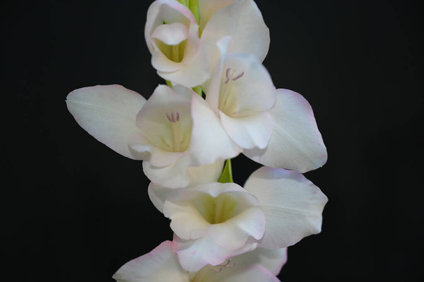 piękne gladiolusy na ciemnym tle, koncepcja latem, widok z bliska   - Zdjęcie, obraz