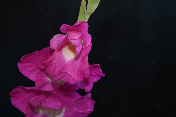 gyönyörű gladiolusok sötét háttérrel, nyári koncepció, közelkép   - Fotó, kép