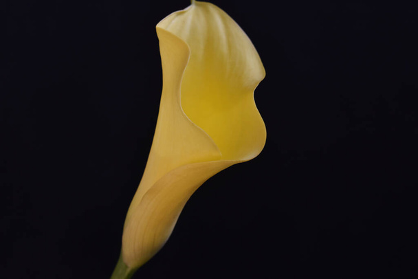 красивый цветок calla на темном фоне, летняя концепция, близкий вид   - Фото, изображение