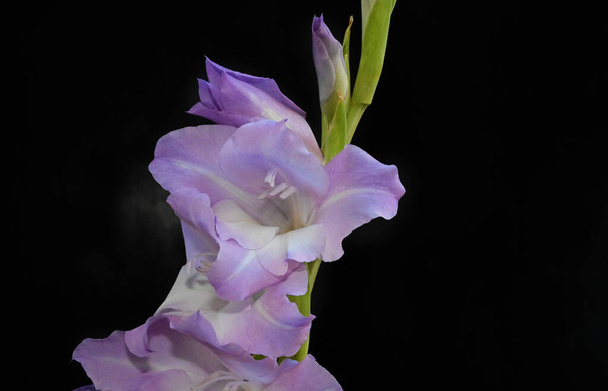 beautiful gladioluses on dark background, summer concept, close view   - Foto, imagen
