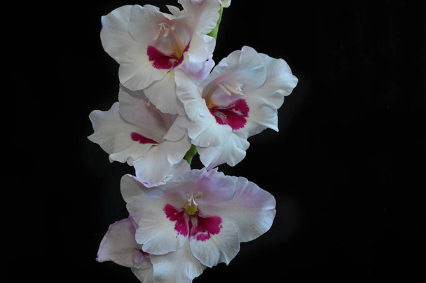 wunderschöne Gladiolen auf dunklem Hintergrund, Sommerkonzept, Nahsicht   - Foto, Bild