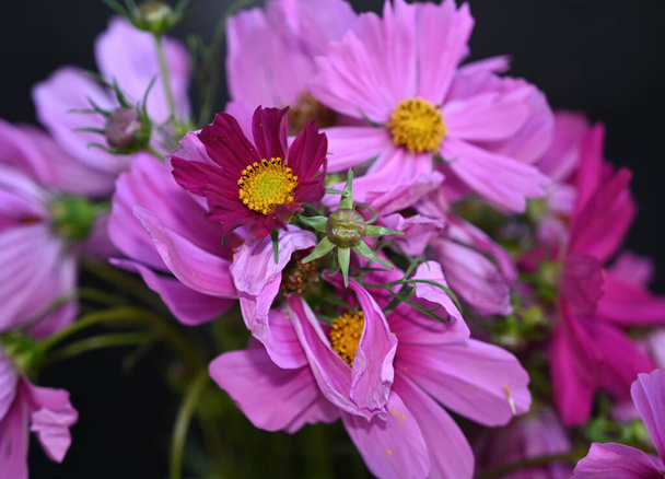 Blumenstrauß auf dunklem Hintergrund, Sommerkonzept, Nahsicht   - Foto, Bild