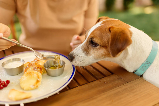 犬はテーブルの外の皿から食べます。犬は食べ物を求めます - 写真・画像