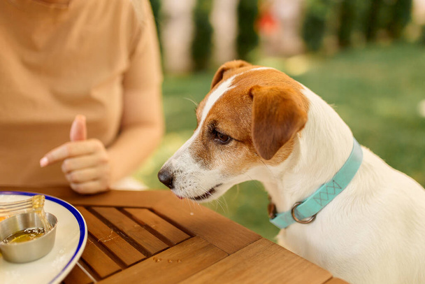 perro come de un plato al aire libre en la mesa. El perro ruega por comida - Foto, Imagen