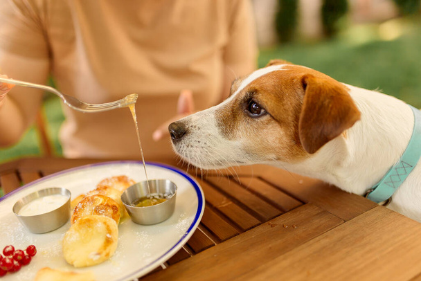 Hund frisst von einem Teller draußen am Tisch. Der Hund bettelt um Futter - Foto, Bild