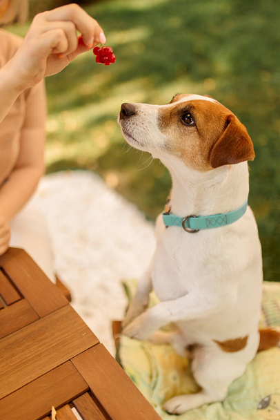 Dono de mão fêmea alimenta comida para Jack Russell Terriers, ao ar livre, verão. conceito de comportamento de aprendizagem
 - Foto, Imagem