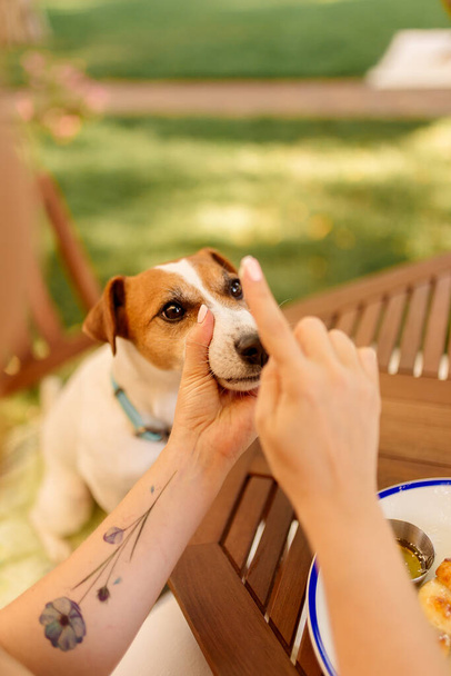 The dog sits on a chair at the table outdoors with the owner. Dog training - Photo, Image