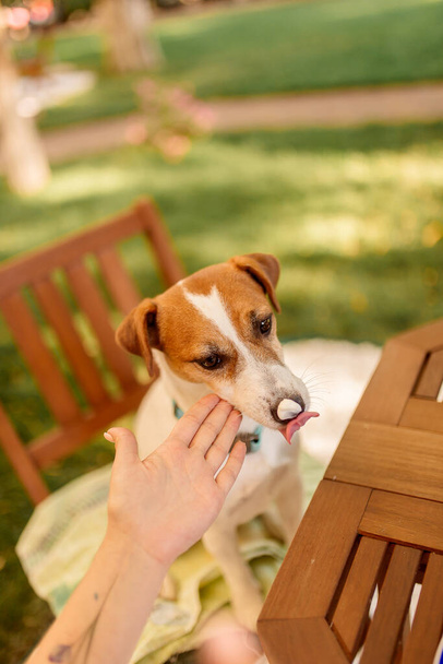 犬は所有者と一緒に屋外のテーブルの椅子に座っています。犬の訓練 - 写真・画像
