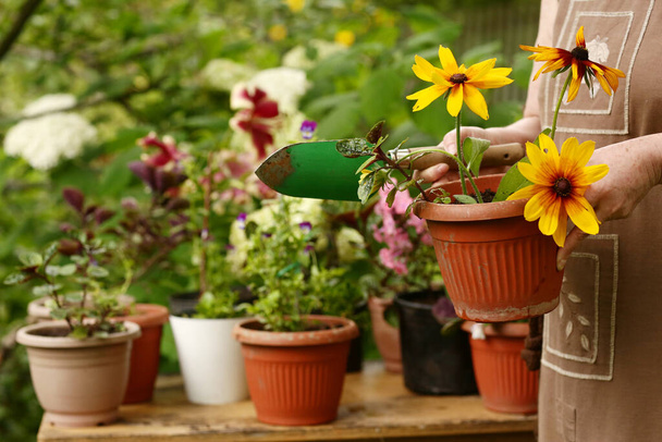 горшок растений с на столе с женскими руками заботиться о цветах - Фото, изображение