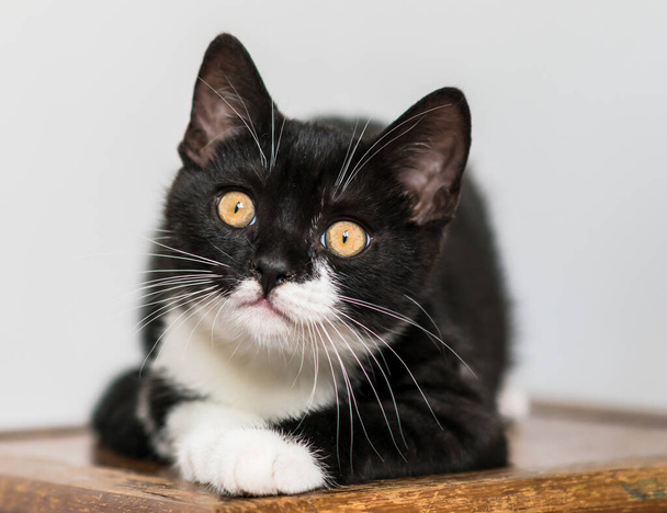 Bicolor brit gyorsírás cica, aranyos mancsok. Fekete-fehér macska. Furcsa érzelmek. Szelektív fókusz. - Fotó, kép