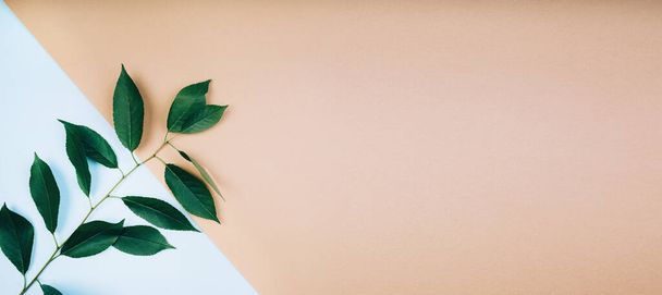 Fresh green branch on a beige background. Minimal concept. Flat lay, copy space, banner - Valokuva, kuva