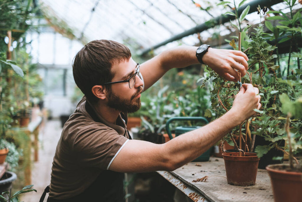 Young man gardener environmentalist caring for plants in greenhouse, surrounded by plants and pots. High quality photo - Zdjęcie, obraz