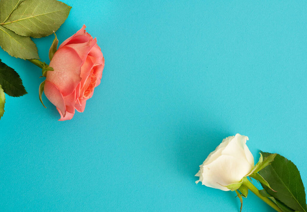  Pink and white roses on a blue background. Copy space. Concept Mother's Day, Family Day, Valentine's Day - Photo, Image