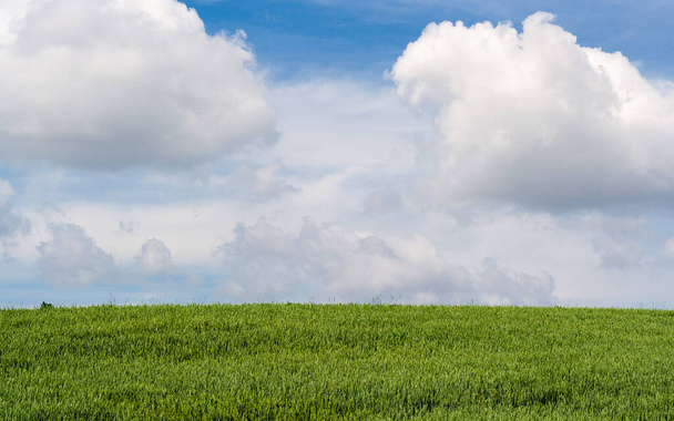 Green wheat field against blue sky with clouds - Photo, Image
