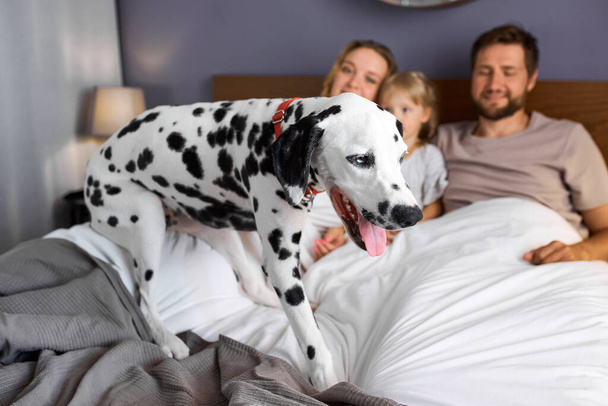 dalmatian pet dog is the member of friendly caucasian family - Foto, Bild