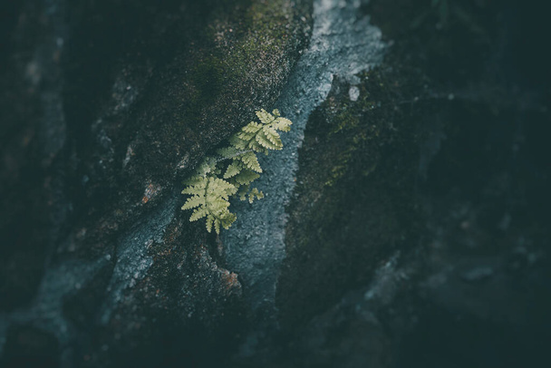 large green fern leaf on a dark background close-up - Fotografie, Obrázek