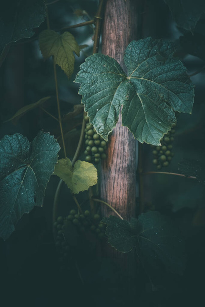green grape on the vine on a summer day close-up - Fotoğraf, Görsel