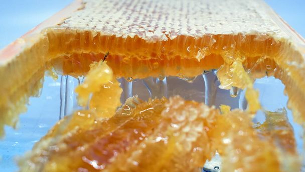 Yellow honey in combs on a wooden frame - Foto, imagen