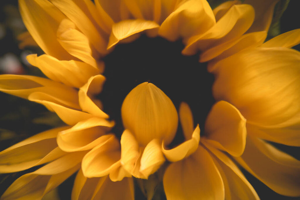 Sunflower on black background - Zdjęcie, obraz
