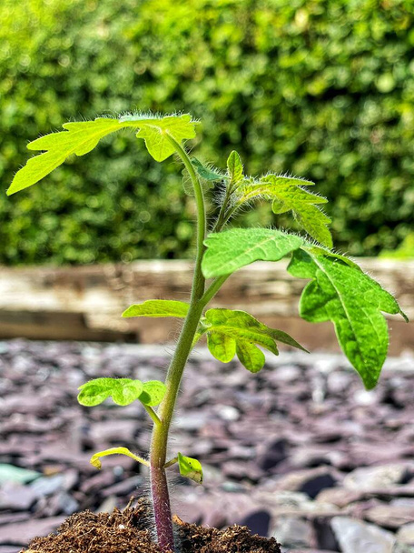 Junge Tomaten wachsen aus fruchtbarem Kompost - Foto, Bild