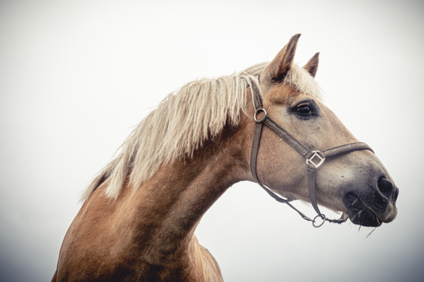 Изолированный портрет лошади на белом фоне - Фото, изображение