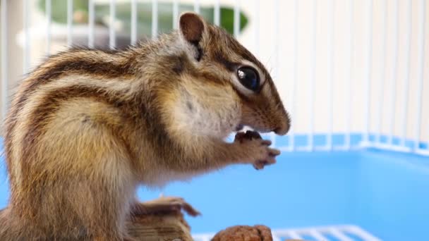 Schattige Siberische eekhoorn in handen en eet walnoot in een kooi thuis - Video