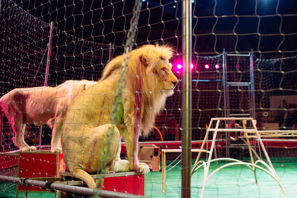 Lion in a circus cage, circus performance - Фото, зображення
