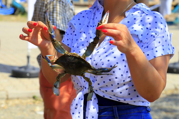 Kobieta trzyma dużego niebieskiego kraba, Callinectes sapidus, z dużymi pazurami. Łowienie krabów, przysmaki z owoców morza, pyszne jedzenie. - Zdjęcie, obraz