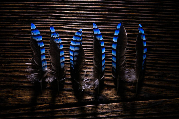 seis plumas de Jay en un tablero de madera marrón oscuro - Foto, imagen