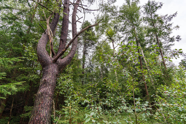 Das schöne Naturschutzgebiet Wilhelmsdorf Pfrunger Ried in Oberschwaben in der Nähe von Ravensburg und dem Bodensee - Foto, Bild