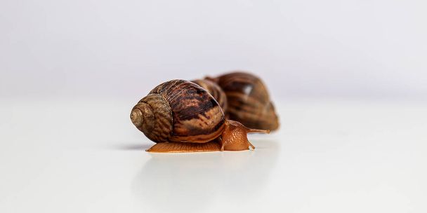 A wet snail looked out of a shell on a white background. Garden edible snail. A popular type of snail for French cuisine. - Fotó, kép