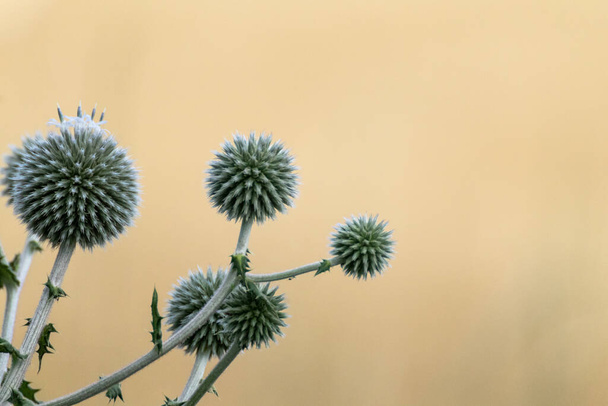 Globe γαϊδουράγκαθο στρογγυλό σχήμα πράσινα λουλούδια μακροεντολή. Echinops ritro άγριο αγκαθωτό γρασίδι σε θολή μπεζ κίτρινο φόντο. Αντιγραφή χώρου φυσικό σύγχρονο λεπτομερές φυτικό εικόνα - Φωτογραφία, εικόνα