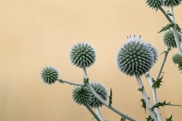 Globe chardon en forme de boule fleurs vertes macro. Echinops ritro herbe piquante sauvage sur fond jaune beige flou. Espace de copie naturel moderne détaillée image à base de plantes - Photo, image