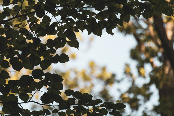 Widok przez drzewo liście zieleni do niebieskiego słonecznego nieba. Leśny las rekreacji zielony ekologiczny naturalne tło z głębokimi cieniami. kolor stopniowany - Zdjęcie, obraz