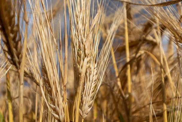 Semillas de trigo dorado soleado paja primer plano con fondo de campo borroso. Recolección de la agricultura en los cultivos verano macro - Foto, Imagen