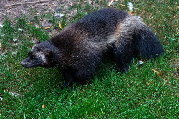 Urso Wolverine ou Skunk (Gulo gulo
) - Foto, Imagem