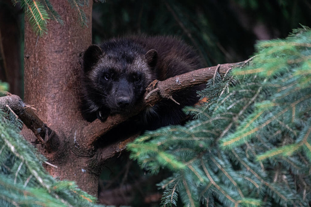 Wolverine veya Skunk Bear (Gulo gulo) - Fotoğraf, Görsel