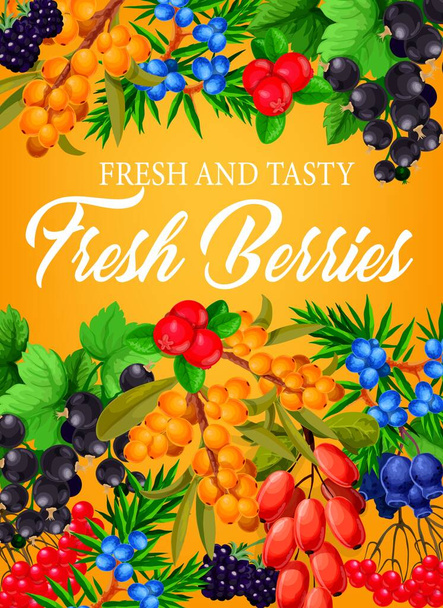 Bogyók, tanyasi málna, eper és áfonya gyümölcsök, vektorplakát. Erdei és kerti bogyós gyümölcsök, áfonya, egres és borbolya, mézeskalács és borókagyümölcs és fekete ribizli - Vektor, kép
