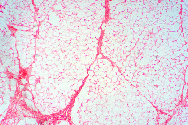 Emberi zsírszövet mikroszkóp alatt az élettani oktatásban. - Fotó, kép