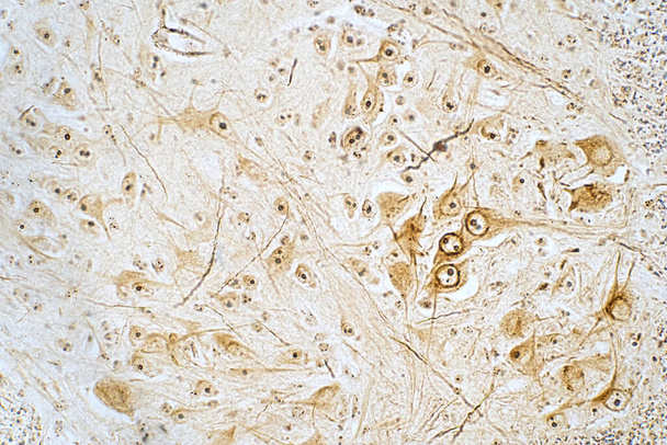 Secção transversal da medula espinhal à vista do microscópio. Histológico para a fisiologia humana
. - Foto, Imagem