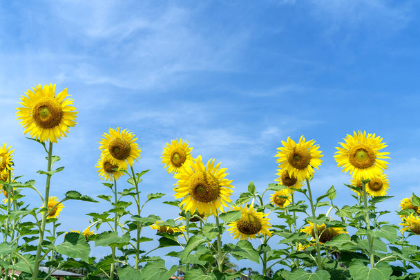 Gelbe Sonnenblume mit blauem Himmel Hintergrund. - Foto, Bild