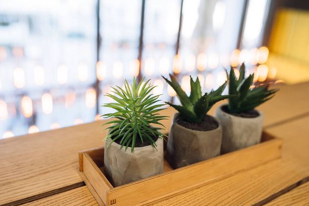 kleiner Kaktus und Aloe in kleinen Töpfen - Foto, Bild