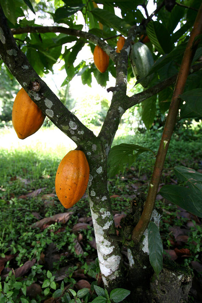ilheus, bahia / brazil - november 21, 2011: какао-плантація на шоколадній фермі в місті Ілеус, на півдні Баїя. - Фото, зображення