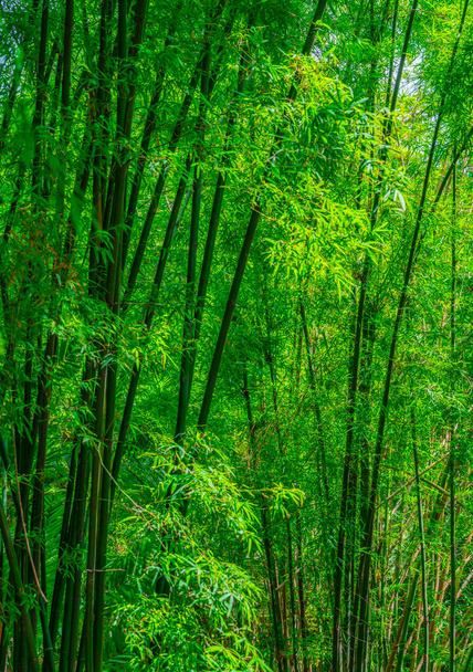 Piękny las bambusowy, pionowy obraz. Zielony kolor natury w lesie bambusowym. - Zdjęcie, obraz